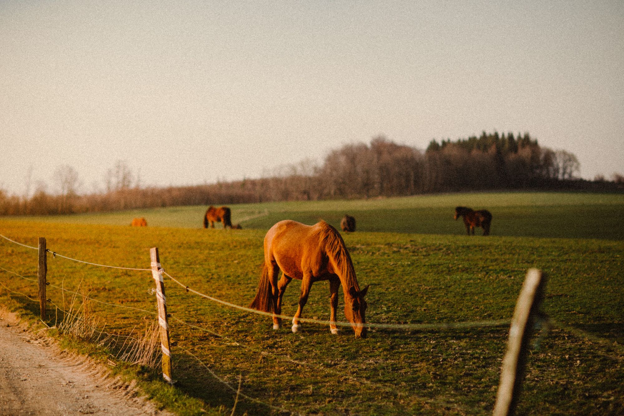 Chestnut horse grazing in a quiet pasture at golden hour beside a dirt farm lane and fence line, with more horses beyond