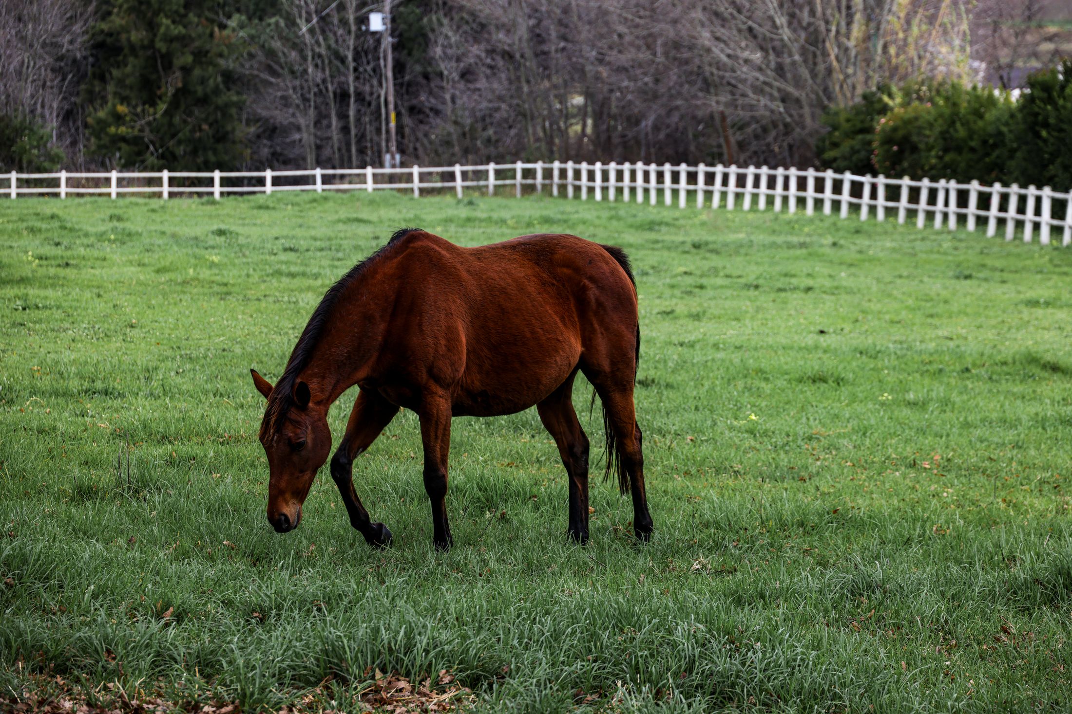 A brown horse grazing peacefully in a lush green pasture under overcast skies.