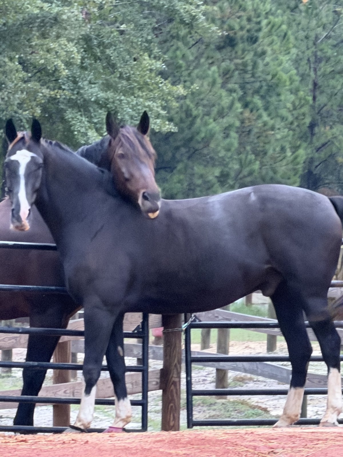 Shelby Stanfill's horses Navarro and Duke at their paddock fence at home in Aiken